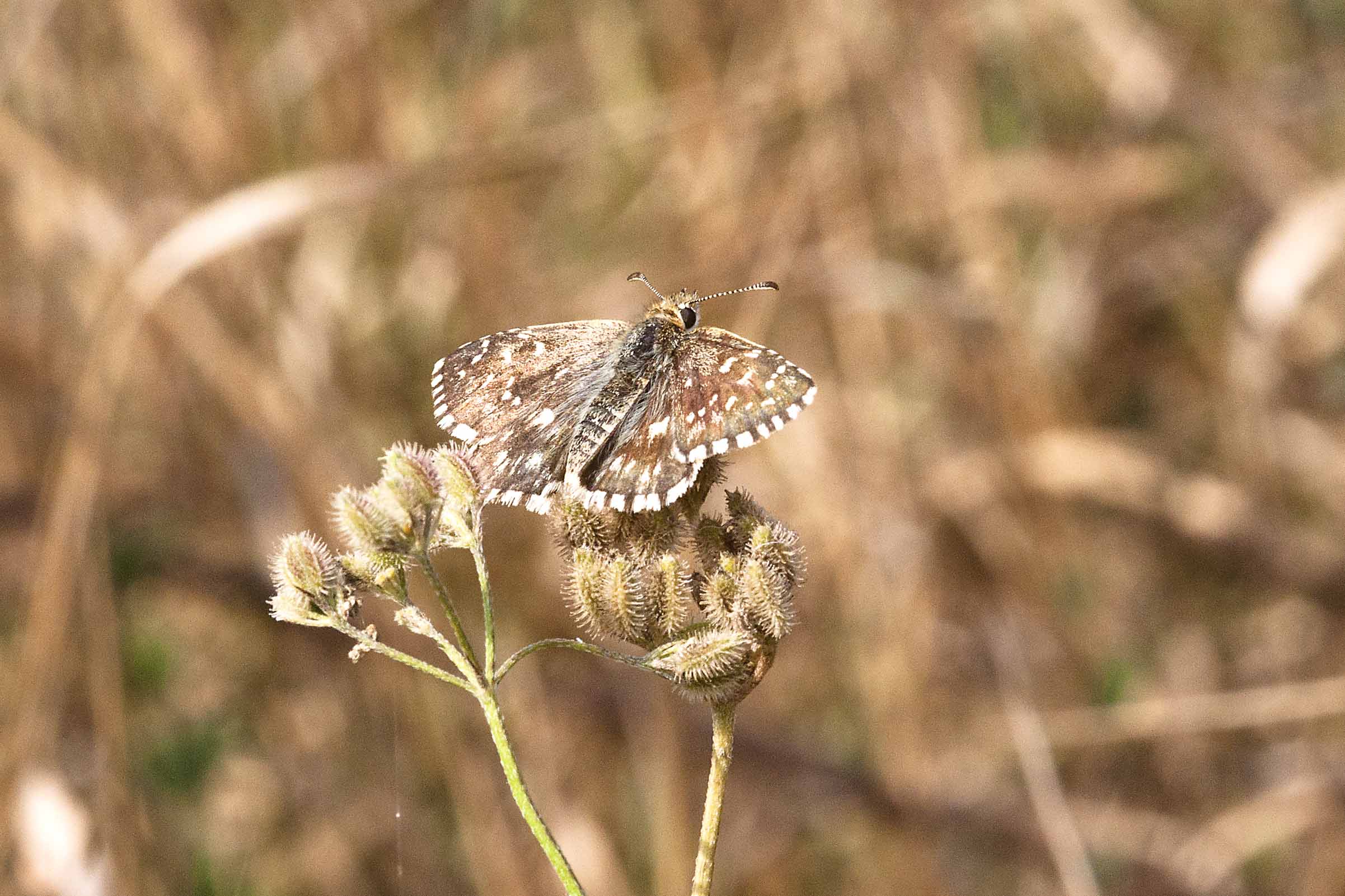 aiuto ID - conferma Pyrgus